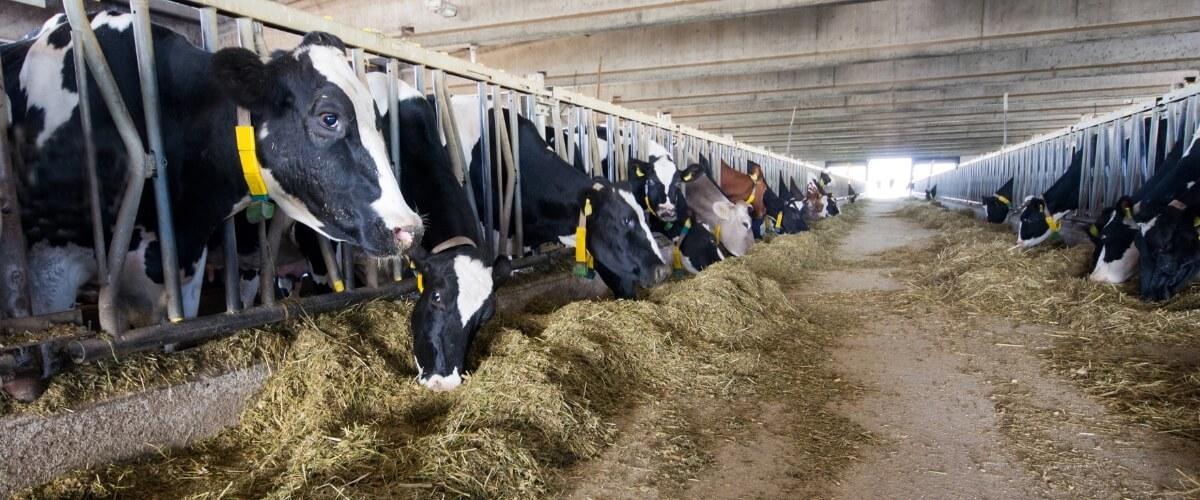 Scope 10 en Scope 12 verplicht voor veestallen